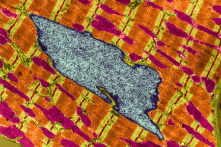Human heart muscle cell with mitochondria