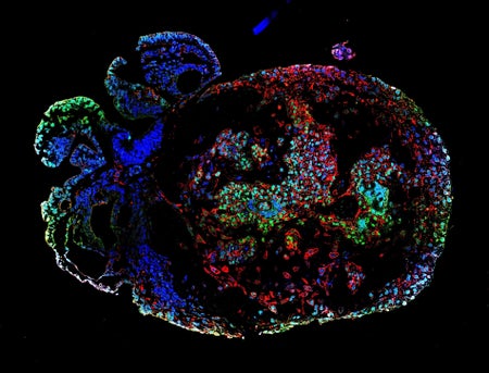 25-day-old monkey embryo stained with fluorescent dyes (multicoloured).