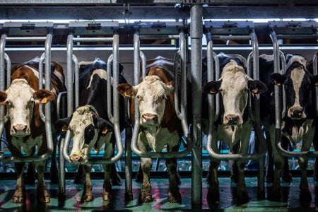 Dairy cows lined up in the milking area at a farm